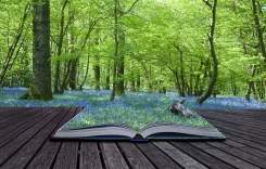 book-and-woods