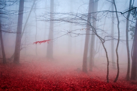 Misty autumn dusk