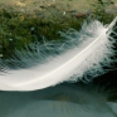 cropped-feather.jpg