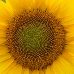 The spiral part of the center of a sunflower flower close-up background