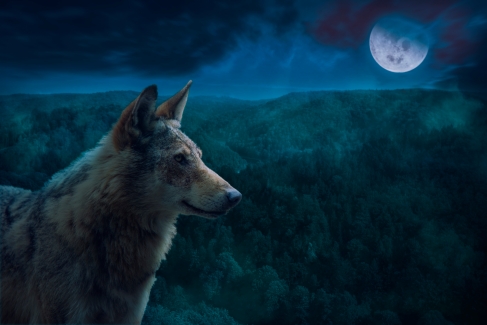 Grey Alpha Wolf During Full Moon Night in the Wilderness.