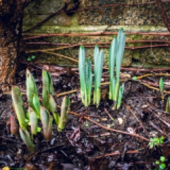 Daffodils sprouts Imbolc